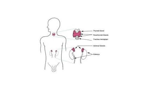 Endocrine Disorder Surgeries